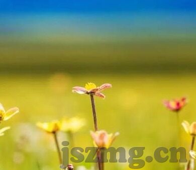 麻豆剧场视频-麻豆剧场视频 —— 艺术与科技的全新融合